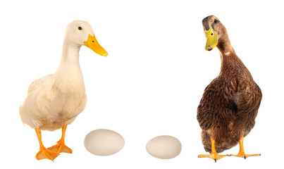 duck