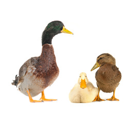Obraz premium duck