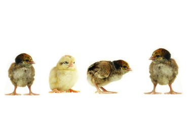 chicks