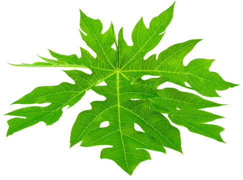 feuille papayer
