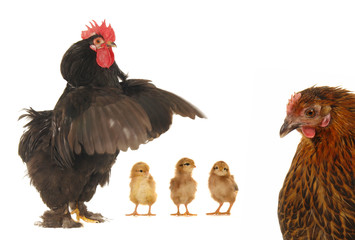 chick and cock