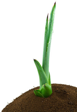 plant agave