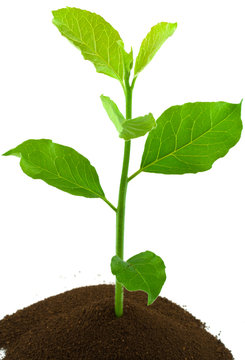 petit arbre