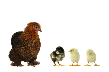 hen and chicks