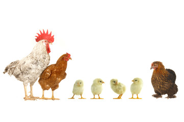 hen and cock