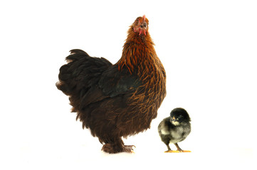 hen and chicks