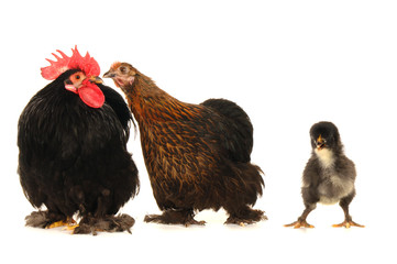 Fototapeta premium hens