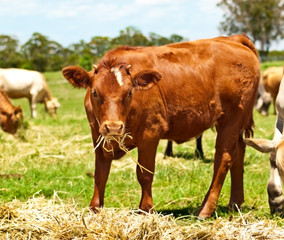 young brown cow heifer