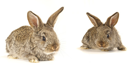 grey  rabbit