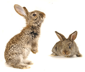 grey  rabbit
