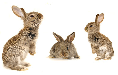grey  rabbit