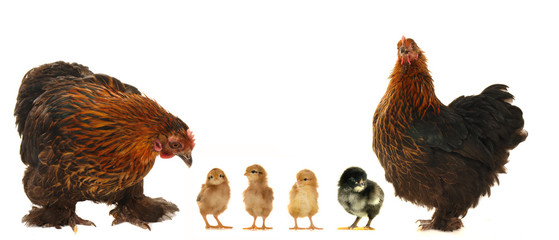 hen and chicks
