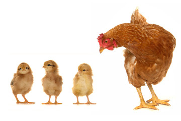brown  hen