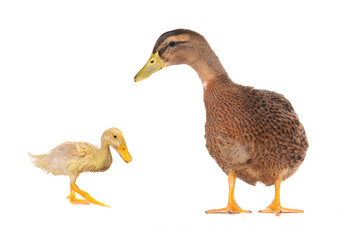 duck