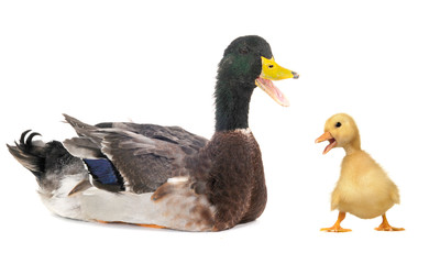 duck