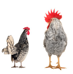 cock