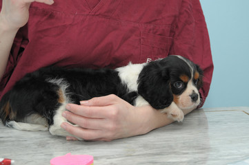 CAVALIER KING CUCCIOLO