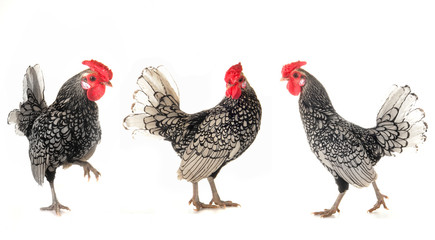 white cock