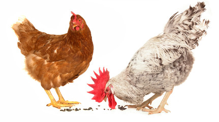 white cock and brown hen