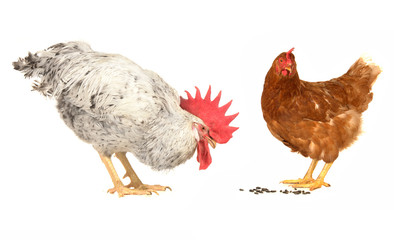 white cock and brown hen