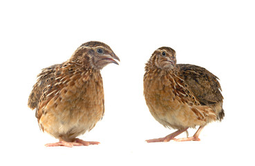two partridge