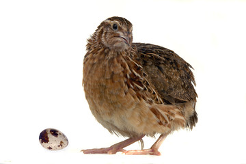 partridges