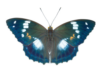 Butterfly (Apatura schrencki) 5