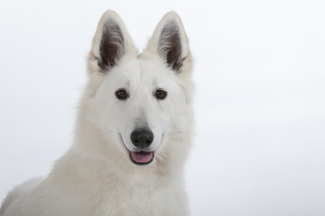 portrait du berger blanc suisse