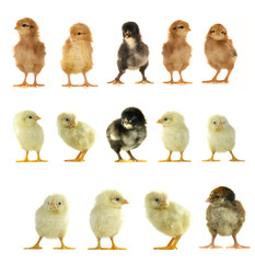 chicks