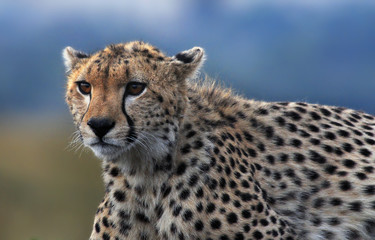 Cheetah (Acinonyx jubatus)