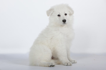 chiot berger blanc suisse assis de profil en studio