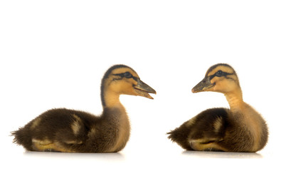 duck