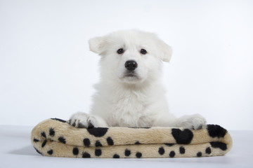 fierté du jeune berger blanc quisse sur son tapis