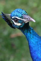 paon bleu
