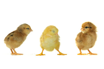chicks