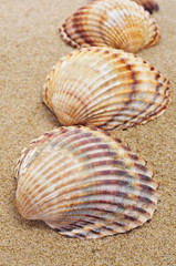 Fototapeta na wymiar seashells on the sand