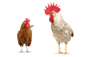 white cock