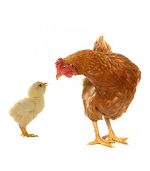 hens