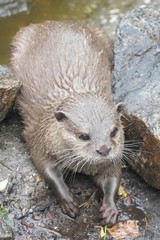 loutre