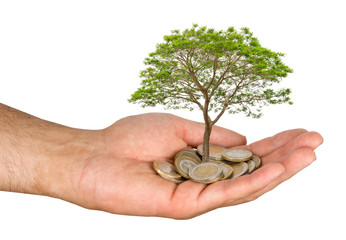 Palm with a tree growng from pile of coins