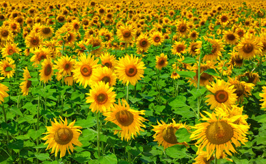 Fototapeta premium sunflowers