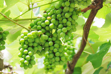 Growing Grapes On Vineyard