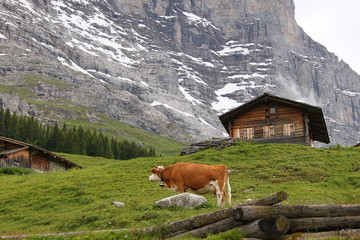 Schweizer Alm