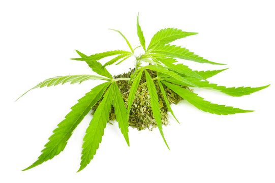 Cannabis sativa. Marijuana fresh leaf and ready to use product