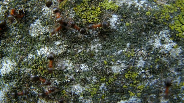 Ants