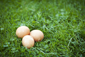 Świeże kurze jaja na trawie. - obrazy, fototapety, plakaty