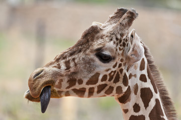 Giraffe with tongue out