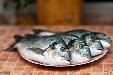 Whole griled dorada fish
