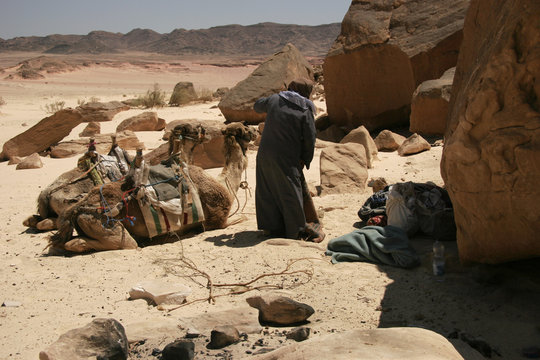 Bedouin with camels in the desert of Sinai, Egypt