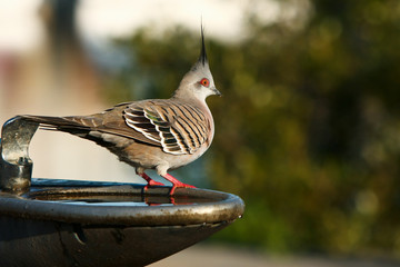 Crested pigeon standing on water fountain